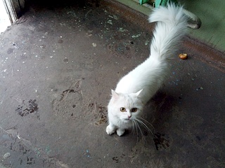 1920 X 1440 270.6 Kb   -   !