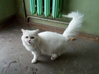 1920 X 1440 280.9 Kb 1920 X 1440 1002.0 Kb 1920 X 1440 270.6 Kb   -   !