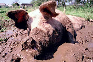 550 X 370  65.4 Kb        ?