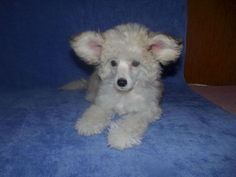 1920 X 1440 227.2 Kb     