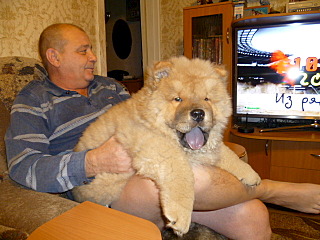 640 X 480 153.2 Kb Наш малыш:)Чау-чау и еще много-много чау-чау=)