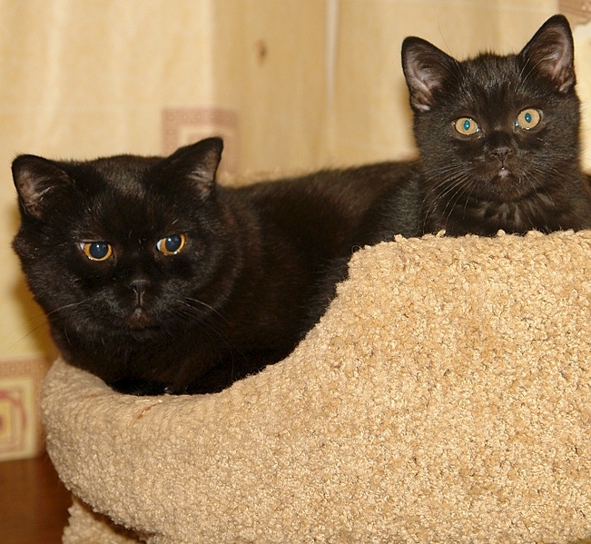 729 X 671 242.3 Kb Питомник'Gem Sweet'.Любимые британские ПЛЮШКИ.Британские котята: белые,черные,голубые