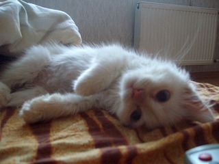 1920 X 1440 475.0 Kb 1920 X 1440 460.0 Kb   . .    !