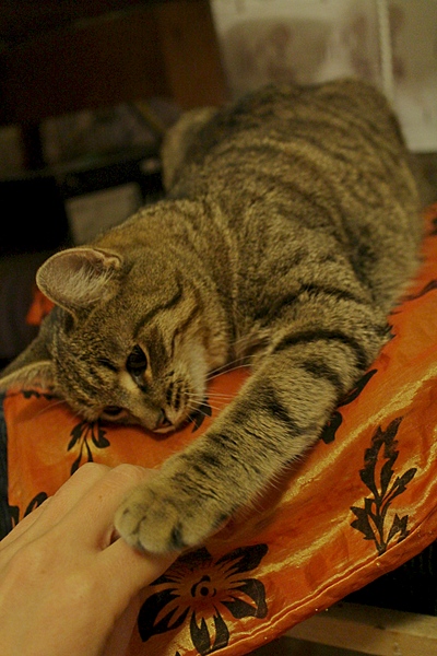 1920 X 2880 362.2 Kb  -     .