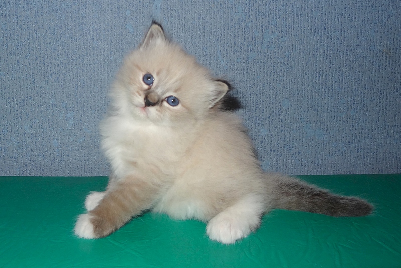 1920 X 1284 181.6 Kb 1920 X 1276 1013.8 Kb Питомник невских маскарадных кошек 'Страна Сибирия'. СКАЗОЧНЫЕ КОТЯТА ДЛЯ ВАС :)