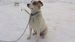 1280 X 720 127.0 Kb Собака "Пепси" ищем хозяев!