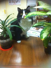 1920 X 2570 501.0 Kb Несчастный кот с переломом таза нуждается в помощи(пеленки, памперсы)!