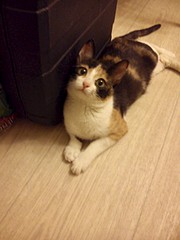 1920 X 2560 591.9 Kb 605 X 807 80.9 Kb ()    (6)   !