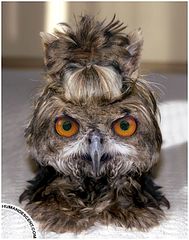 550 X 698 66.4 Kb 200 x 150  ?