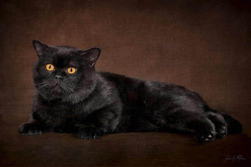 1200 X 800 499.2 Kb Питомник'Gem Sweet'.Любимые британские ПЛЮШКИ.Британские котята: белые,черные,голубые
