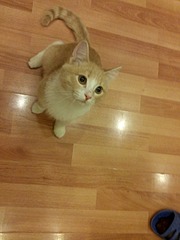 1920 X 2560 867.0 Kb 1920 X 1440 500.3 Kb      .