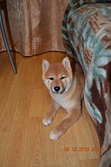 683 X 1024 122.4 Kb 1280 X 853 214.1 Kb 1280 X 853 168.7 Kb 1280 X 853 150.3 Kb  -)