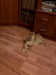 1200 X 1600 151.5 Kb 683 X 1024 122.4 Kb 1280 X 853 214.1 Kb 1280 X 853 168.7 Kb 1280 X 853 150.3 Kb  -)