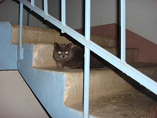 800 X 600  98.3 Kb 800 X 600 131.0 Kb     