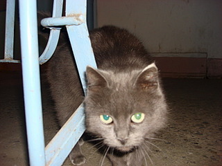 800 X 600 105.3 Kb 800 X 600  98.3 Kb 800 X 600 131.0 Kb     