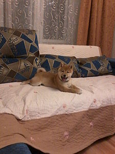 1200 X 1600 248.3 Kb  -)