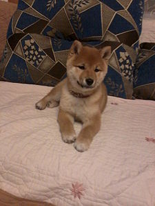 1200 X 1600 220.0 Kb 1200 X 1600 248.3 Kb  -)