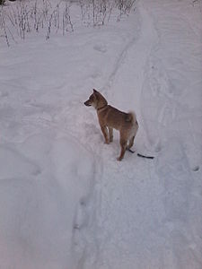 960 X 1280 97.2 Kb 1200 X 1600 220.0 Kb 1200 X 1600 248.3 Kb  -)