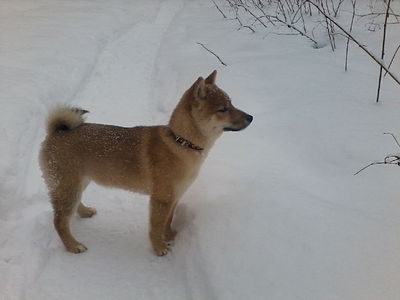 1280 X 960 95.7 Kb 960 X 1280 97.2 Kb 1200 X 1600 220.0 Kb 1200 X 1600 248.3 Kb  -)