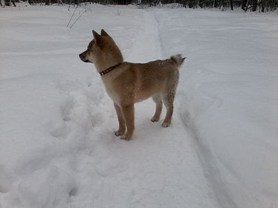 1280 X 960 101.9 Kb 1920 X 1078 713.1 Kb  -)