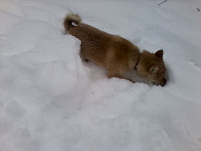 1280 X 960 84.0 Kb 1280 X 960 101.9 Kb 1920 X 1078 713.1 Kb  -)