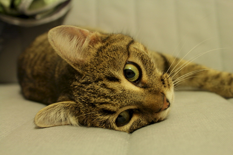 1920 X 1280 432.7 Kb  -     .