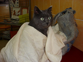 850 X 638 118.2 Kb 850 X 638 131.7 Kb     