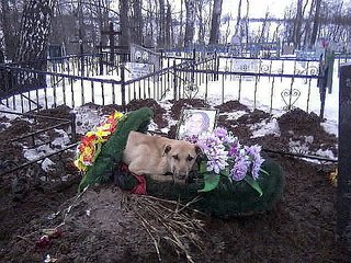 492 X 369 68.8 Kb Внимание! берегите собак и детей!