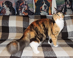 627 X 500 185.6 Kb - 