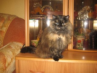 604 X 453 60.9 Kb красавица кошка - в поисках дома