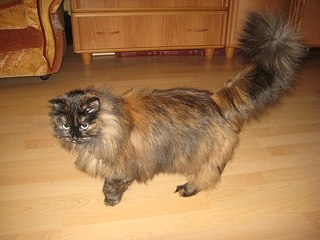 604 X 453  47.8 Kb 604 X 453  60.9 Kb   -   