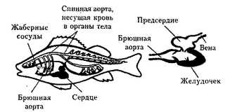508 X 254  18.0 Kb     ? 