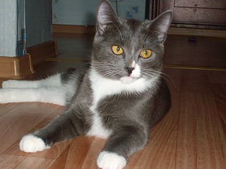 320 x 240 1920 X 1440 486.1 Kb 1920 X 1440 555.1 Kb Маленькая котодевочка Варежка и все-все-все. Ринотрахеит. Очень нужна Ваша помощь!