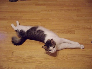 1920 X 1440 490.4 Kb Маленькая котодевочка Варежка и все-все-все. Ринотрахеит. Очень нужна Ваша помощь!