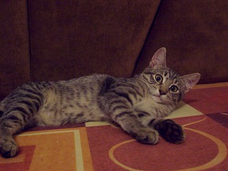 1920 X 1440 569.3 Kb Маленькая котодевочка Варежка и все-все-все. Ринотрахеит. Очень нужна Ваша помощь!