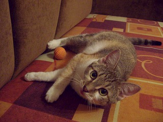 1920 X 1440 555.1 Kb Маленькая котодевочка Варежка и все-все-все. Ринотрахеит. Очень нужна Ваша помощь!