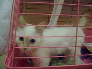 1920 X 1440 609.2 Kb Маленькая котодевочка Варежка и все-все-все. Ринотрахеит. Очень нужна Ваша помощь!