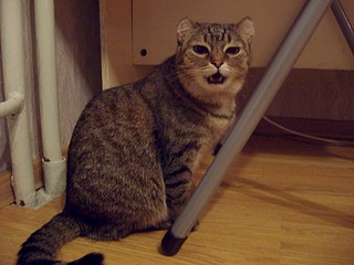 1920 X 1440 550.7 Kb Маленькая котодевочка Варежка и все-все-все. Ринотрахеит. Очень нужна Ваша помощь!