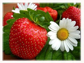 480 X 360 53.5 Kb Дневники Ники.Британские кошки из питомника 'GEM SWEET'