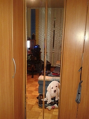 1920 X 2560 262.2 Kb   )