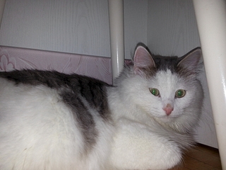 1920 X 1440 123.7 Kb     !    !