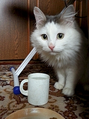 1920 X 2560 308.3 Kb 1920 X 1440 123.7 Kb     !    !