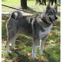 240 x 240   .  ( -, 40   )