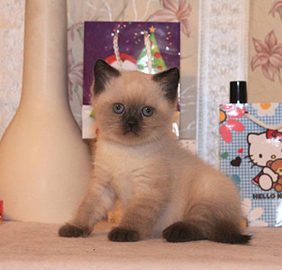 803 X 768 127.8 Kb Питомник'Gem Sweet'.Любимые британские ПЛЮШКИ.Британские котята: белые,черные,голубые