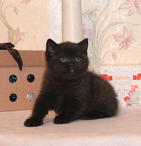 768 X 792 116.1 Kb 803 X 768 127.8 Kb Питомник'Gem Sweet'.Любимые британские ПЛЮШКИ.Британские котята: белые,черные,голубые