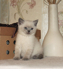768 X 831 109.8 Kb 768 X 792 116.1 Kb Питомник'Gem Sweet'.Любимые британские ПЛЮШКИ.Британские котята: белые,черные,голубые