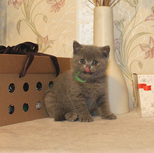 769 X 768 117.6 Kb Питомник'Gem Sweet'.Любимые британские ПЛЮШКИ.Британские котята: белые,черные,голубые