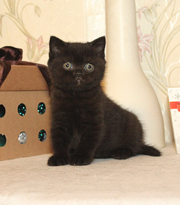 1665 X 1902 438.0 Kb 769 X 768 117.6 Kb Питомник'Gem Sweet'.Любимые британские ПЛЮШКИ.Британские котята: белые,черные,голубые
