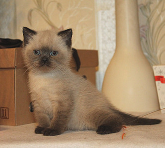 855 X 768 118.6 Kb Питомник'Gem Sweet'.Любимые британские ПЛЮШКИ.Британские котята: белые,черные,голубые