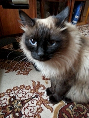 1920 X 2560 346.3 Kb        ' ' 